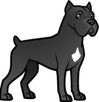 Cane Corso Italiano Web