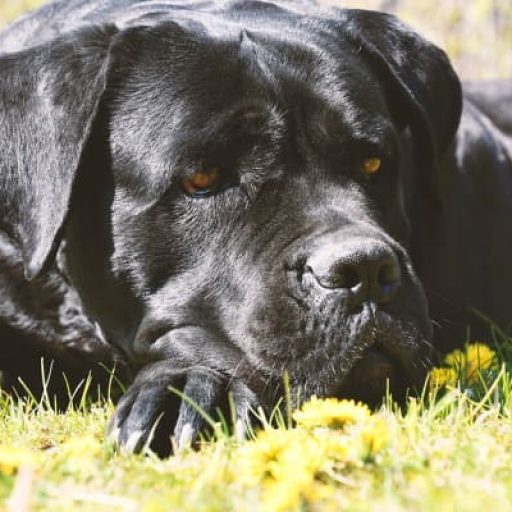 cropped-Cane-Corso-Carattere.jpg
